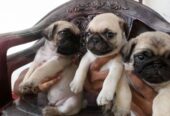 Pug Puppies