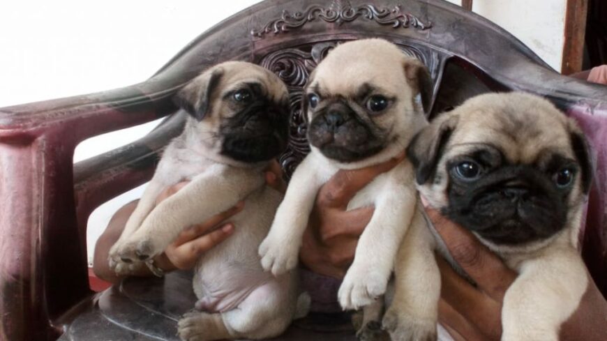 Pug Puppies