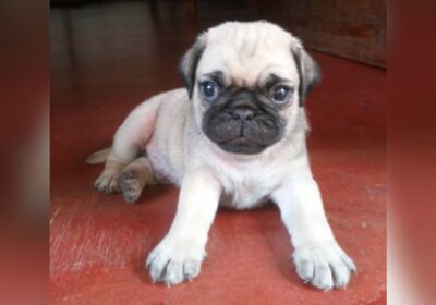 animals_pet_dog_pug_coinlk_srilanka_0221