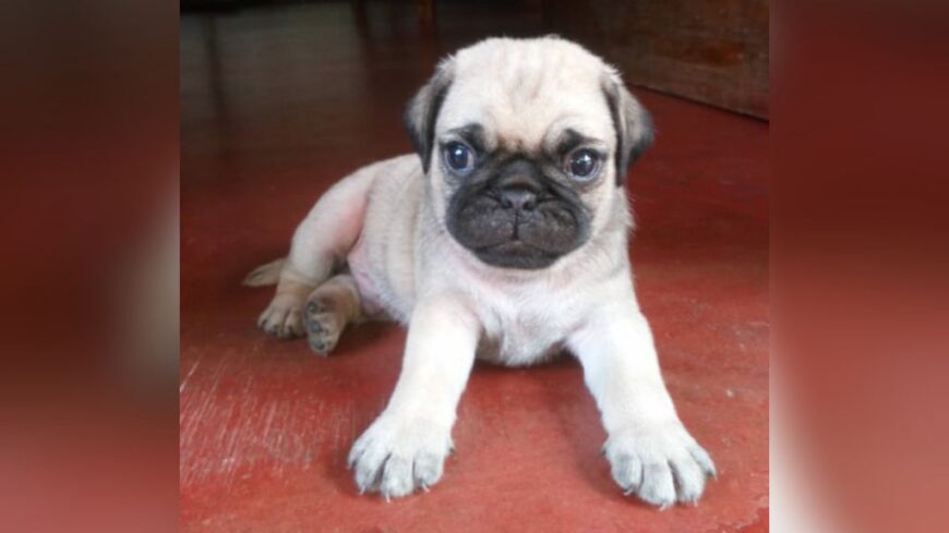 Pug Puppies